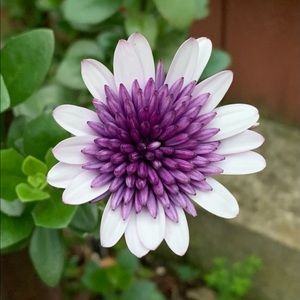 Meet your Posher, Suzanne